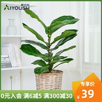 Piano leaf Banyan small pot plant Indoor living room Nordic high-grade green plant four-season Evergreen original pot desktop large-leaf plant