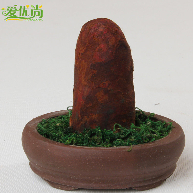 ������С�辰 ̴��ľ