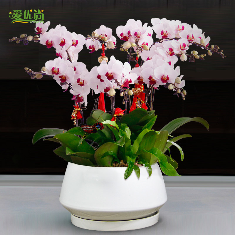 �������辰����00083