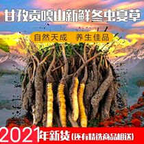 Hailuogou high altitude authentic Cordyceps dry goods 0 2-0 3 grams Root 50 first stage nourishing soup health