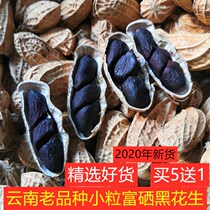 In 2021 selected Yunnan old varieties of small selenium-rich black peanuts farmers planted Yunnan small black peanuts for 1 kg