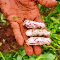 2021 Fresh freshly plucked Hairband Mud Colorful peanuts Wet peanuts Fresh colorful peanuts