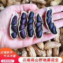 2021 New Yunnan selenium-rich black peanuts hand-selected sun-dried shelled purple peanuts
