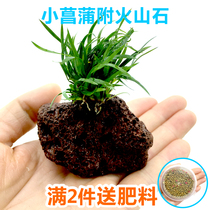 Small calamus volcanic stone semi-Water Water water grass micro landscape material water and land rain forest tank fish tank landscape submerged plants