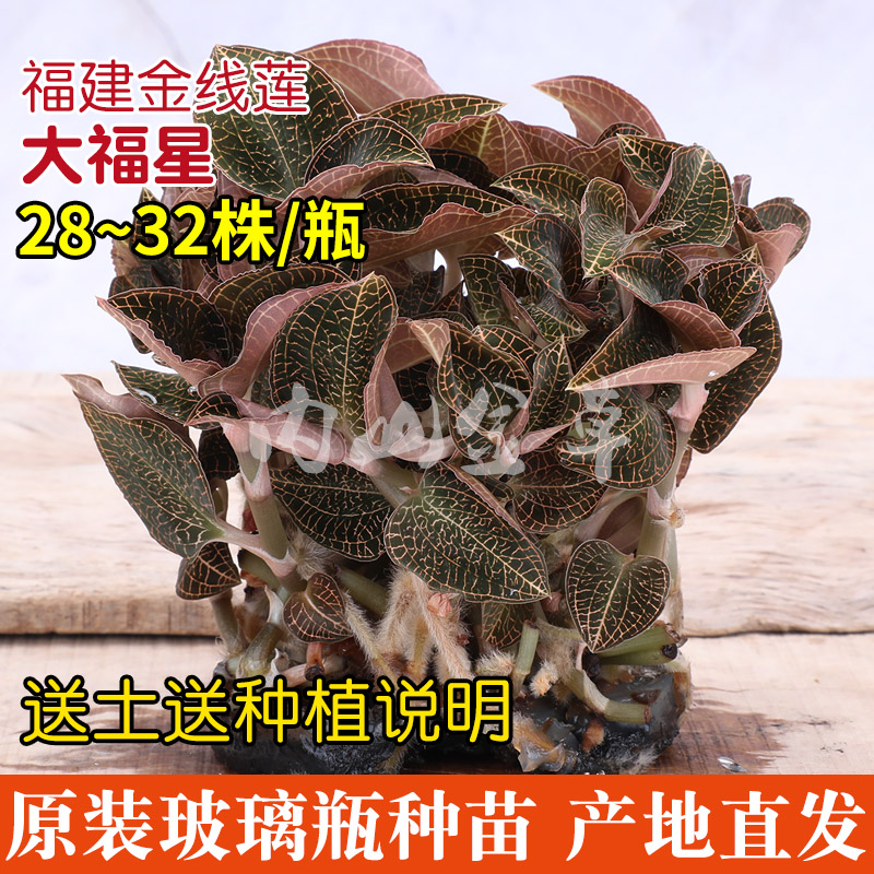 Clematis seedling tissue culture bottle seedling Fujian Nanjing Dafu Star fresh products fresh seed potted with bottle delivery to send soil