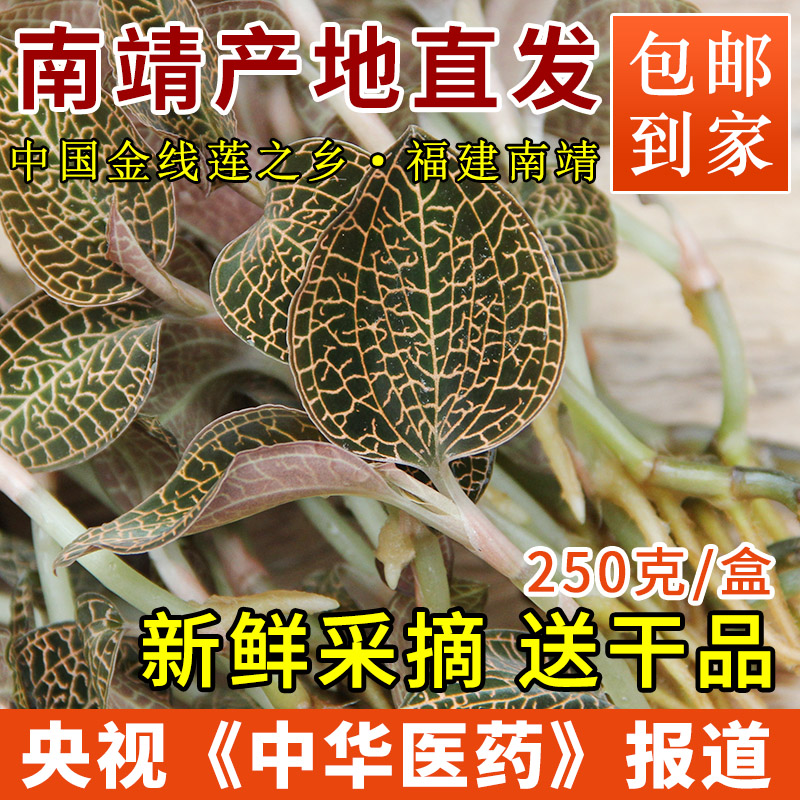 Neishan Fujian Nanjing golden thread lotus fresh whole plant is now picked and found 250 grams of golden thread lotus seedlings