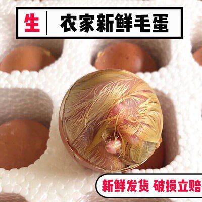 Wool egg chicken embryo egg fresh hair egg hi egg whole chicken raw 21 days 40 pieces