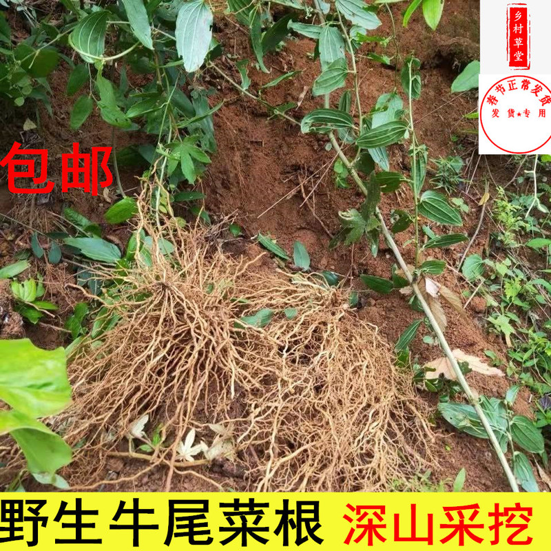 Fujian Wild Oxtail Dried Goods 500g  Oxtail Fern Soil Spring Root Rat Tail Oxtail Vegetable Oxtail Grass