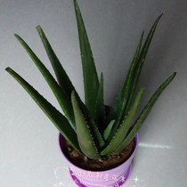 Aloe potted aloe plant aloe vera aloe beauty aloe aloe edibl