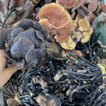 Phnom Penh Ganoderma Bamboo Ganoderma Dendrobium Rolls