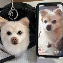 Wool felt simulation pet custom-made finished pendant ornaments cat and dog hand-poke wool felt souvenirs