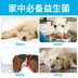 Chó bột sinh học Teddy chó mèo phổ quát chó cưng tiêu chảy điều hòa dạ dày kho báu 10 túi - Cat / Dog Health bổ sung