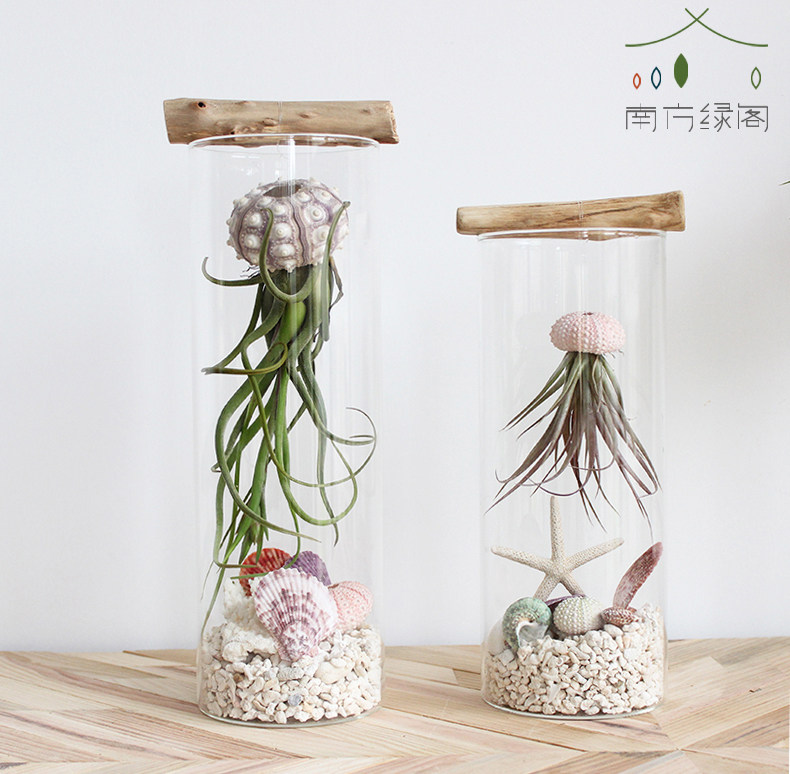 Air pineapple plant glass bottle micro landscape Medusa sea urchin shell DIY creative potted desktop gift