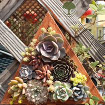 Succulents flower pot Picture frame wall wall hanging green flower plant pot pot retro photo frame creative meat hand-made