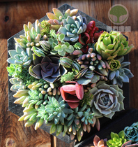 Succulents picture frame Solid wood wall-mounted photo frame flower pot combination micro-landscape potted diy plant wall