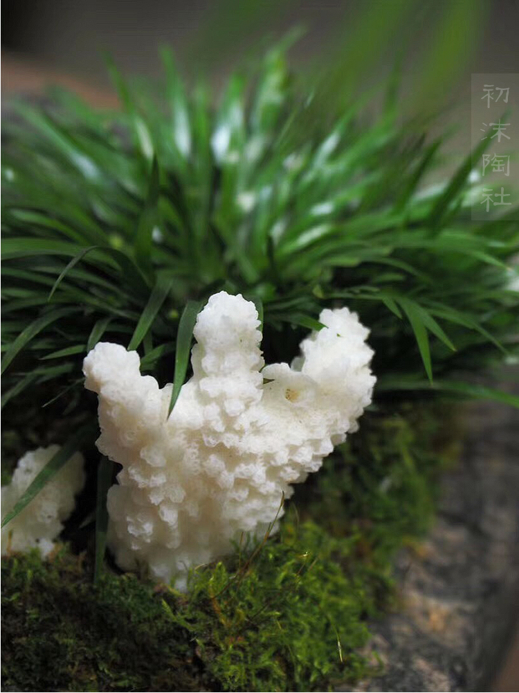 Poly real scene of tea plant flower tea table furnishing articles calamus basin ceramic vase zen imitation of han brick bonsai