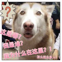 1 yuan universal shot