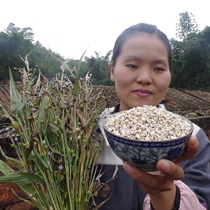 New goods farmhouse small barley plateau barley rice Guizhou small barley barley handpicked 500g