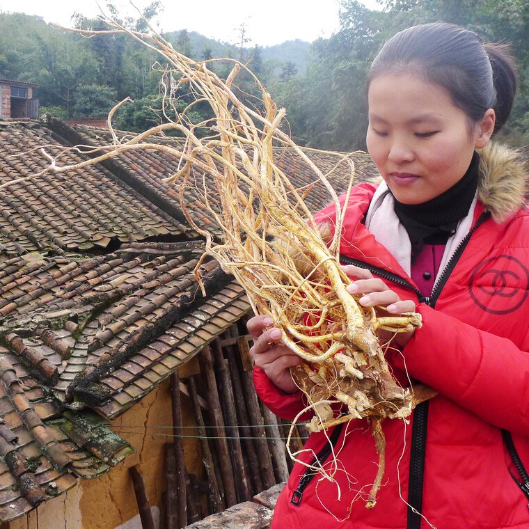 Five fingers of furrow - free pentaphoid - fingers of Guangdong soup - pentax - long seven fingers - walnut - root 500g