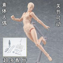 SHF Bandai body puppet doll male and female joints movable painting human body model art comic sketch hand to do
