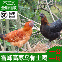 Chicken black bone chicken farm chicken farm free-range freshly killed black chicken one male one female two