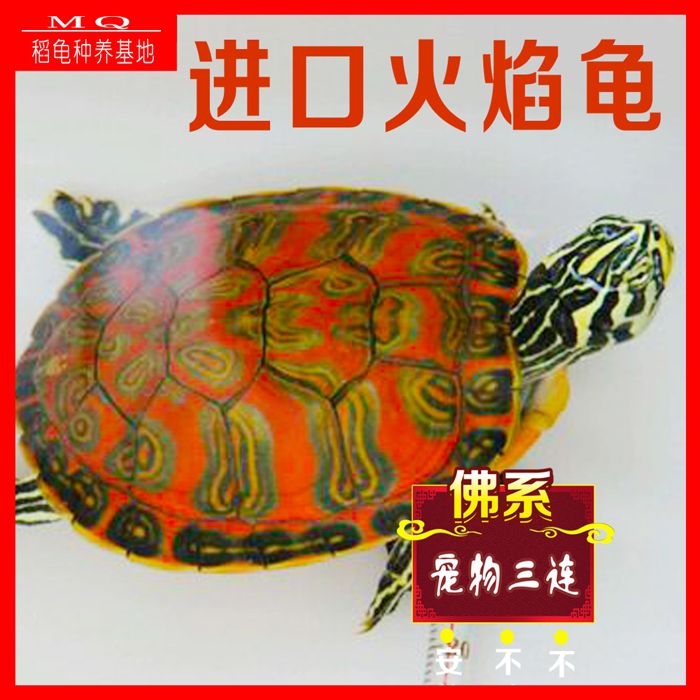 🎉🔥火焰龟苗,你的专属水族馆宠物🌟-龟-淘宝好物网
