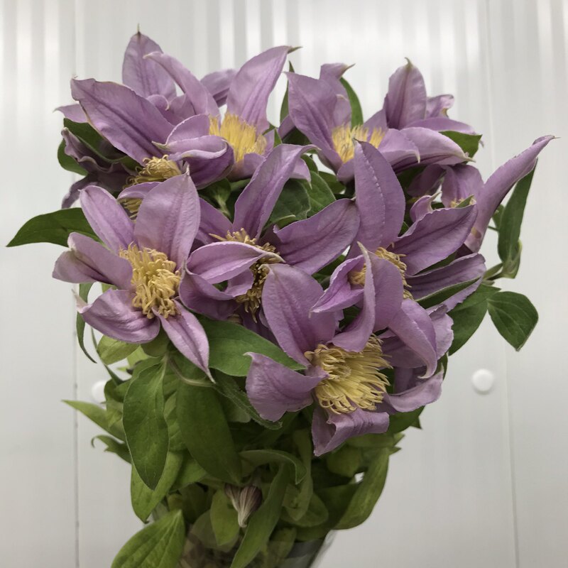 Clematis Fresh Cut Flowers, Niche High-End Linear Flower Material for Home Water Cultivation, Flower Arrangements, Indoor Decoration, Fresh Flowers with Same-City Delivery Clematis Fresh Cut Flowers, Niche High-End Linear Flower Material for Home Water Cultivation, Flower Arrangements, Indoor Decoration, Fresh Flowers with Same-City Delivery