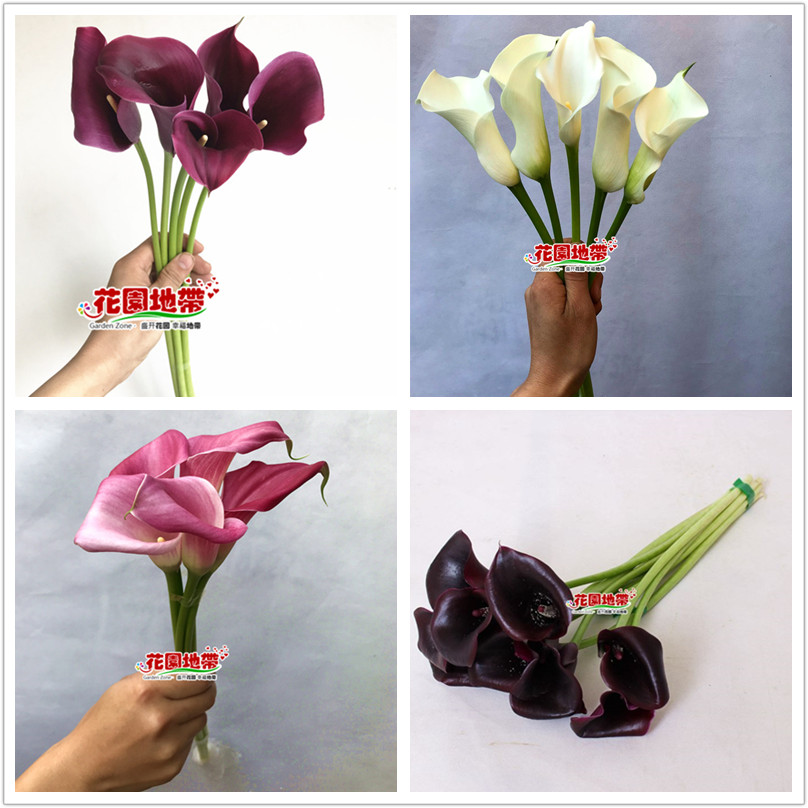 Calla lily fresh cut flowers best sale