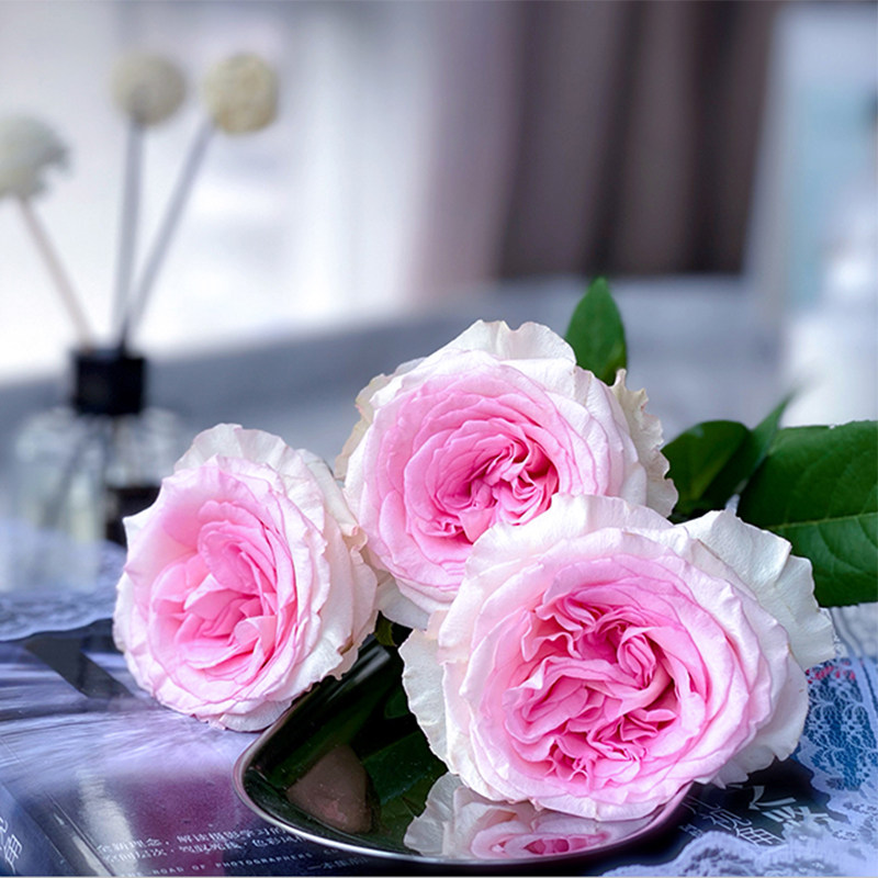 鲜花界的扛把子：云南昆明斗南基地市场直发，真花室内水培插花束，让你家变成花园！