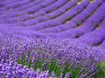 Xinjiang Yili Lavender Dried Flower Grain Bulk Natural Flower Aromatherapy Car Sachet Pillow