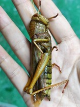 Biocompetition Animal Teaching Anatomy Experimental Cotton Locust Locust Male Anatomical Specimen Material