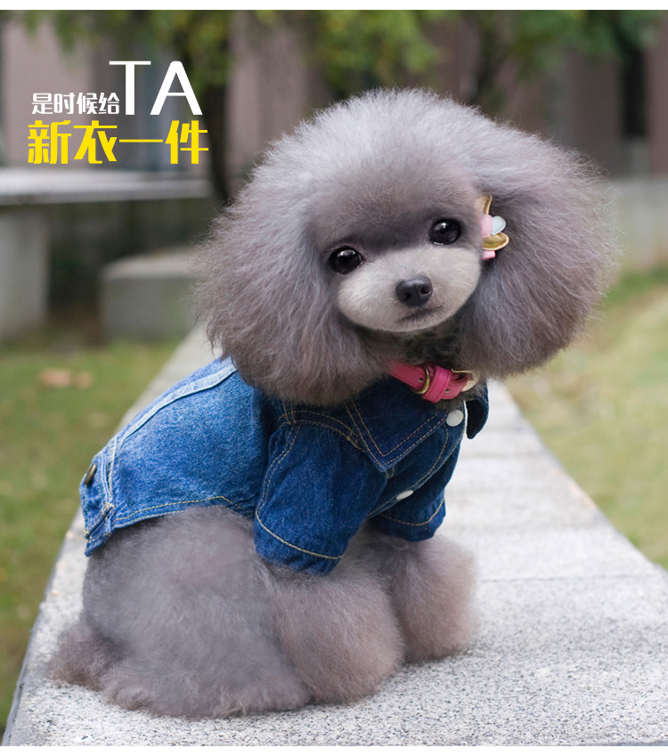 Quần áo thú cưng áo khoác denim Teddy VIP Bomi hơn gấu chó nhỏ quần áo chó mùa xuân và mùa thu quần áo chó con - Quần áo & phụ kiện thú cưng phụ kiện thú cưng