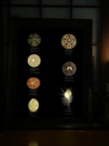 Natural sea urchin and conch atmosphere lamp night light sea urchin lamp specimen home soft decoration painting gift for boys and girls