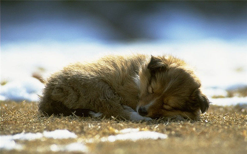 狗狗犬細小病 很難醫治嗎 淘寶海外
