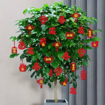 New Years Spring Festival arrangement Decorative Fu Characters Green Planting Potted Pot View Trees Upper Hanging Living-room Home Wedding Joe Relocation Pendants