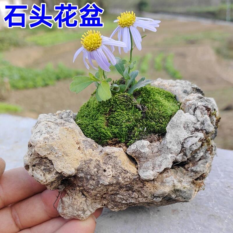Stone Flower Pots, Stone Vases, Creative Flower Containers for Succulent Hydroponics, Pennywort, Calamus, Narcissus, Large Stone Pots for Micro-Landscapes