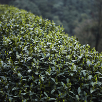 Shen Yes baby 2021 Ming front non head mining West Lake lion Feng Longjing 35g green tea single jar porcelain bottle simple