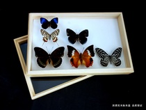 Insect specimen box 260*170*60MM PROFESSIONAL butterfly insect specimen box EVA needle flapper