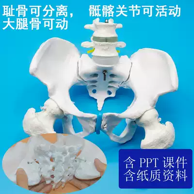 產後修復中心產後瑜伽班女性骨盆示範模型大腿恥骨骶髂關節可動