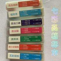 Microscope Experimental Specimen Bio animal plant glass 25 50 50 pieces 100 pieces