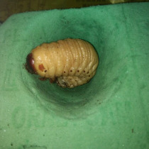 Artificial pupation chamber pupation nest of beetle larvae
