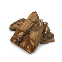 Beetle adult beetle prevention sudden death bark set decoration