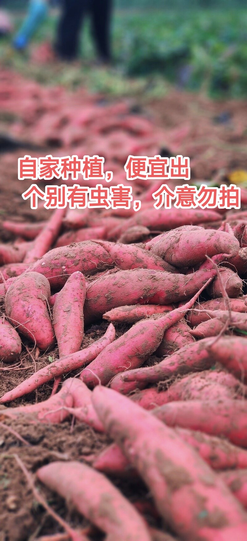 闫妍在农村的LOGO