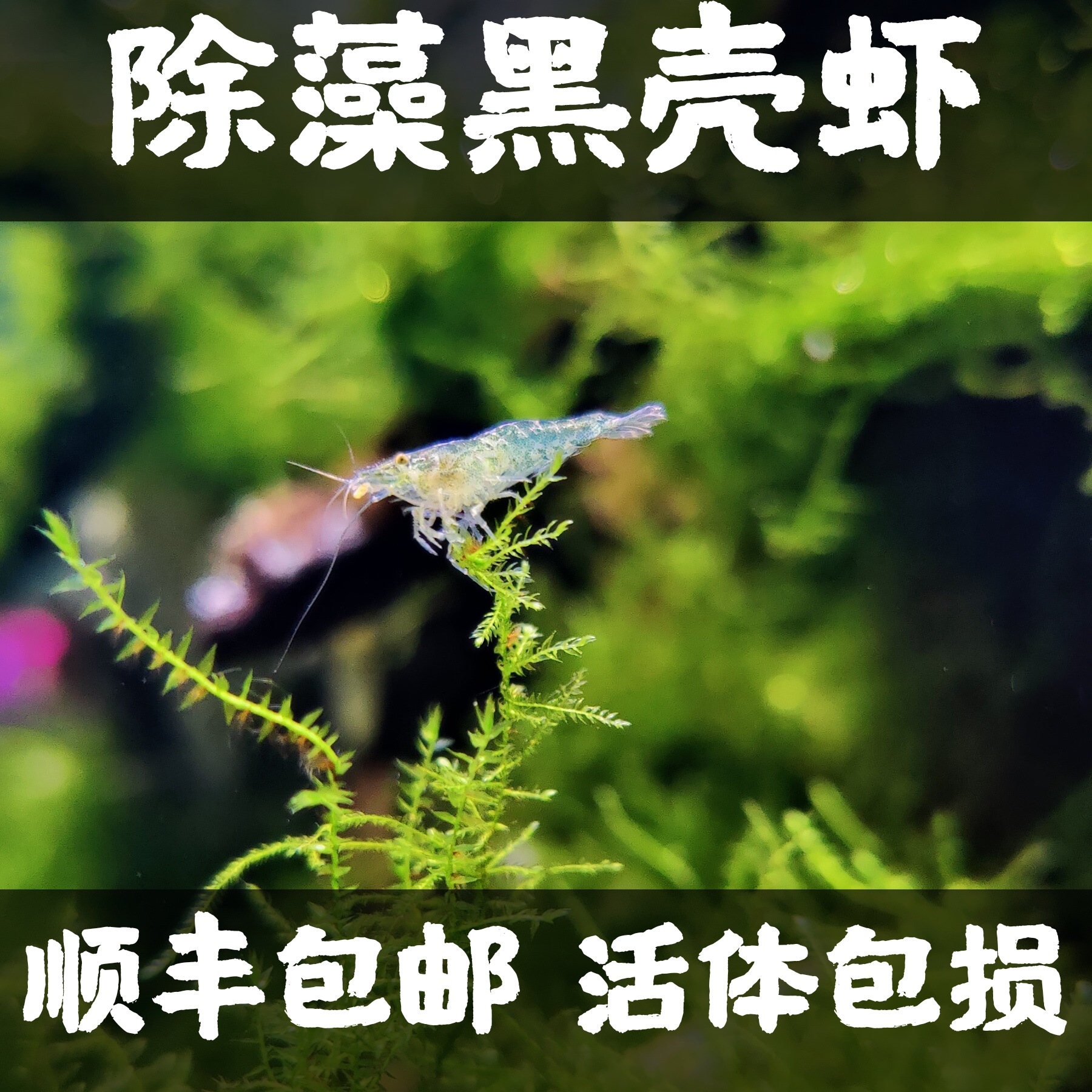 Black shell shrimp algae removal shrimp Ornamental shrimp Water tank cleaning large algae removal tool shrimp Freshwater pet live turtle feed
