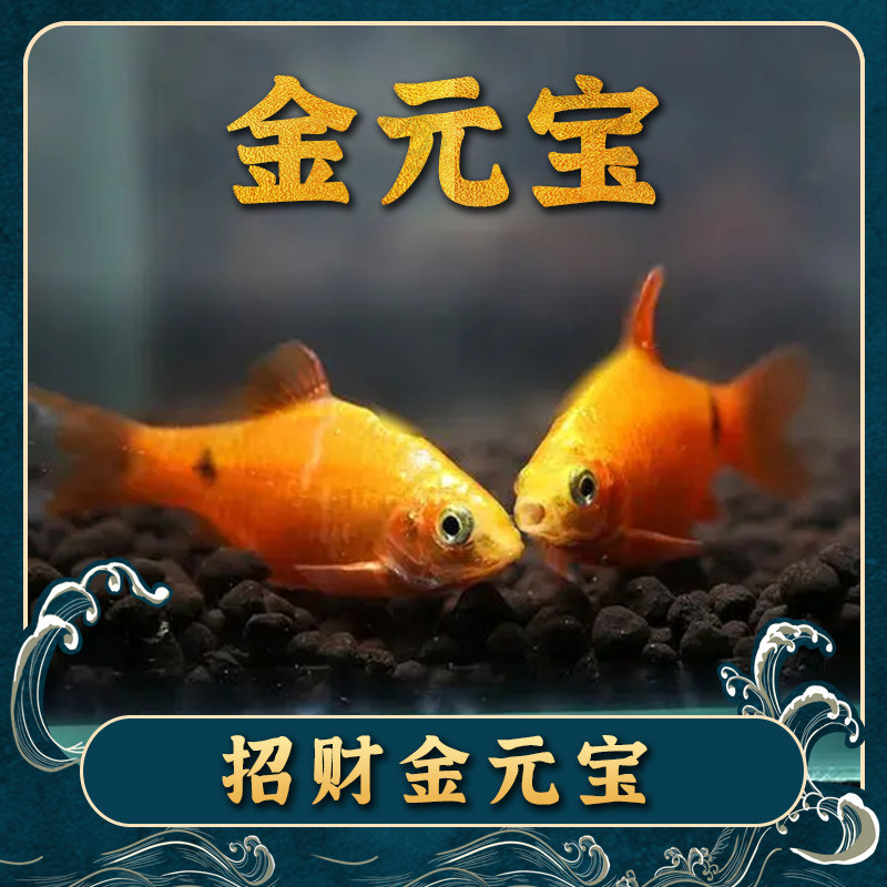 Gold ingot fish cold water ornamental fish small fish rushing into the tank fish grass tank to practice high body carp fish striped small carp fish