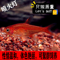Fire-breathing lamp Tropical ornamental live fish Freshwater fish Zebrafish Pauline lamp Small traffic light Group swimming grass tank lamp fish
