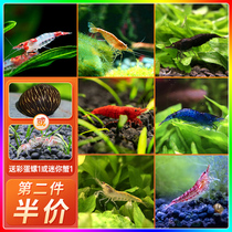 Black Shell Shrimp Except Algae Shrimp Alive Ornamental Shrimp Fresh Water Pet Shrimp Cherry Blossom Shrimp Polar Fire Shrimp Crystal Shrimp Fish Tank Clean Shrimp