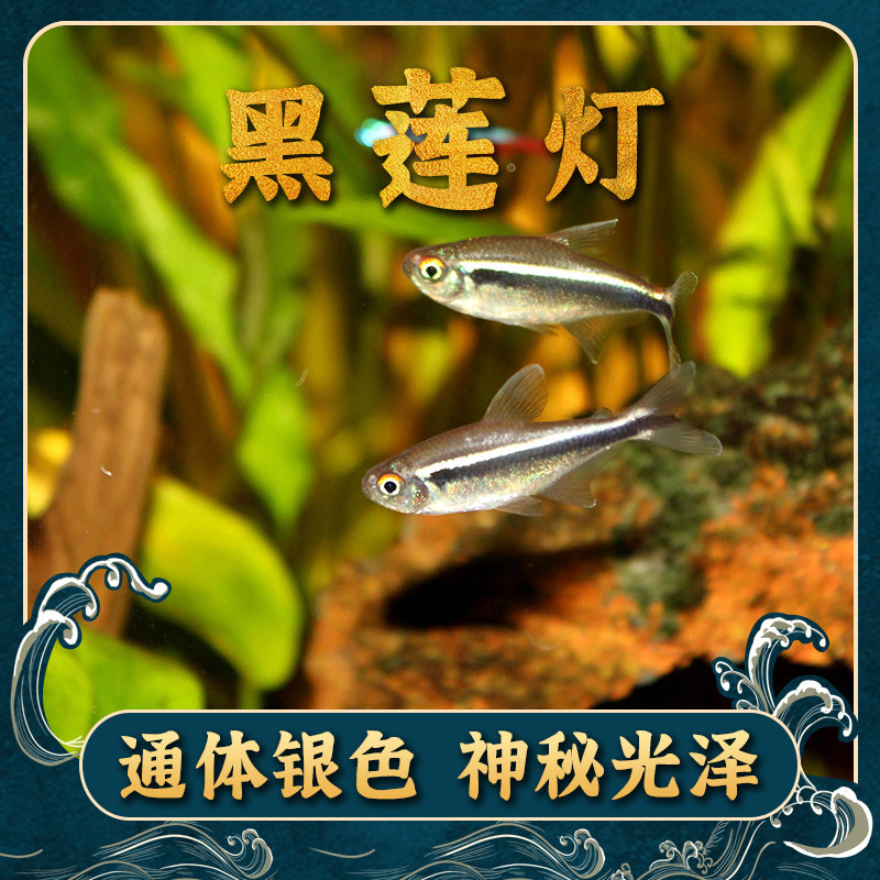 Black lotus lamp small ornamental lamp family fish tropical fish fluorescent zebrafish group swimming fish freshwater fish live well
