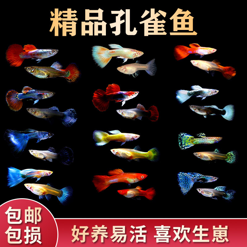 Guppies boutique purebred anchovies ornamental fish live freshwater fish small tropical fish big-eared peacock live fish