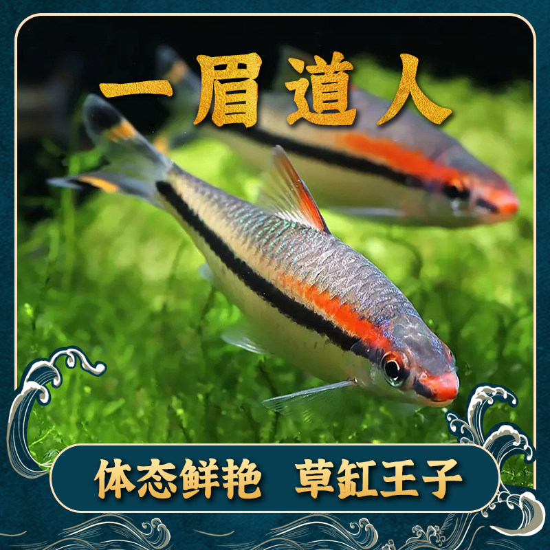 A small tropical fish seedling fish promotion promotion for a small tropical fish seedling fish